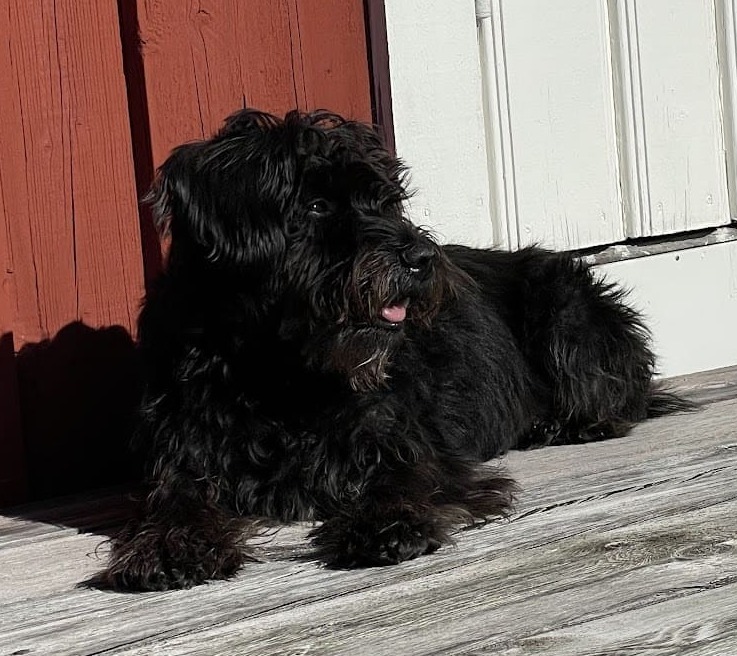 Miniature Schnauzer — 6