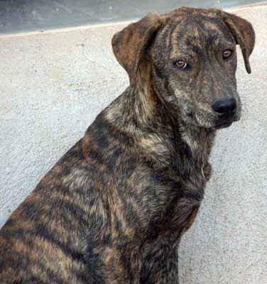 Mountain Cur — 1