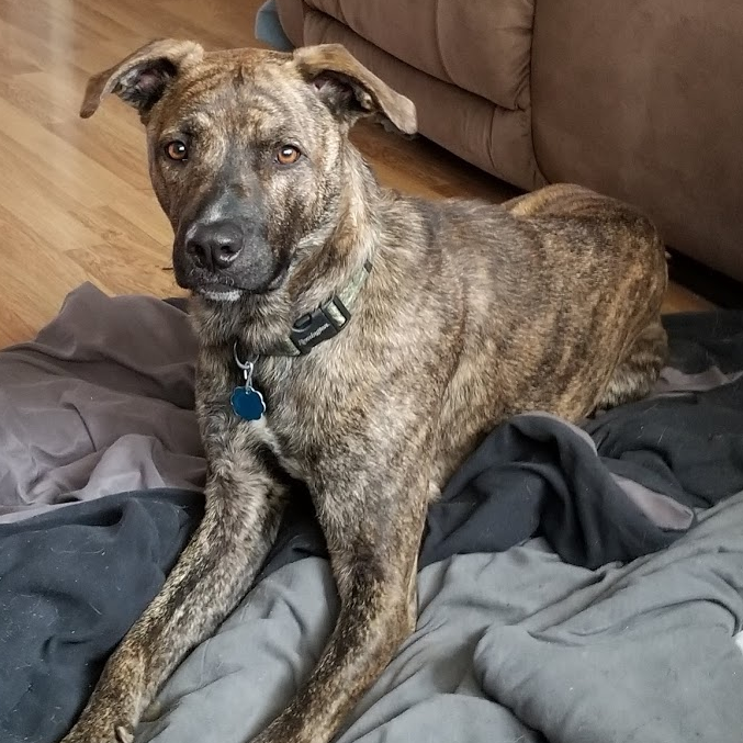 Mountain Cur — 2
