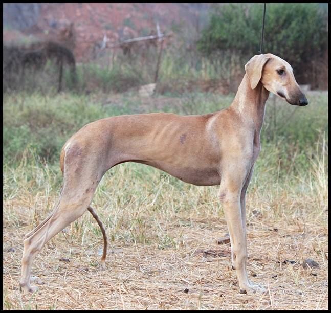 Mudhol Hound — 1