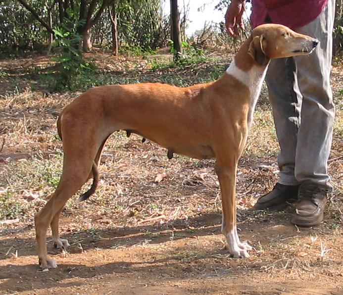 Mudhol Hound — 2