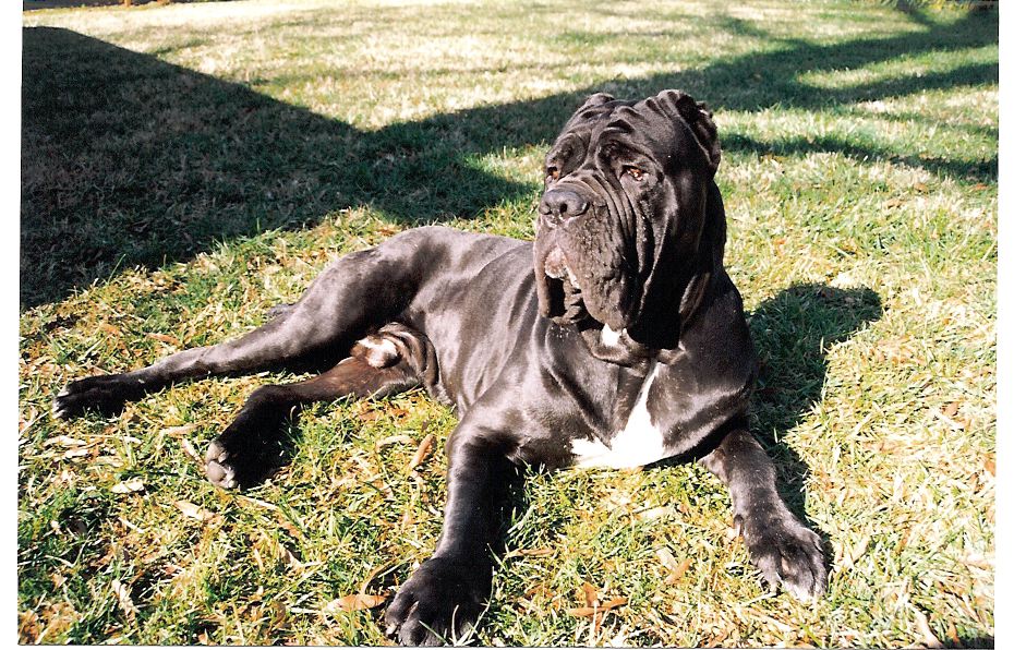 Neapolitan Mastiff — 1