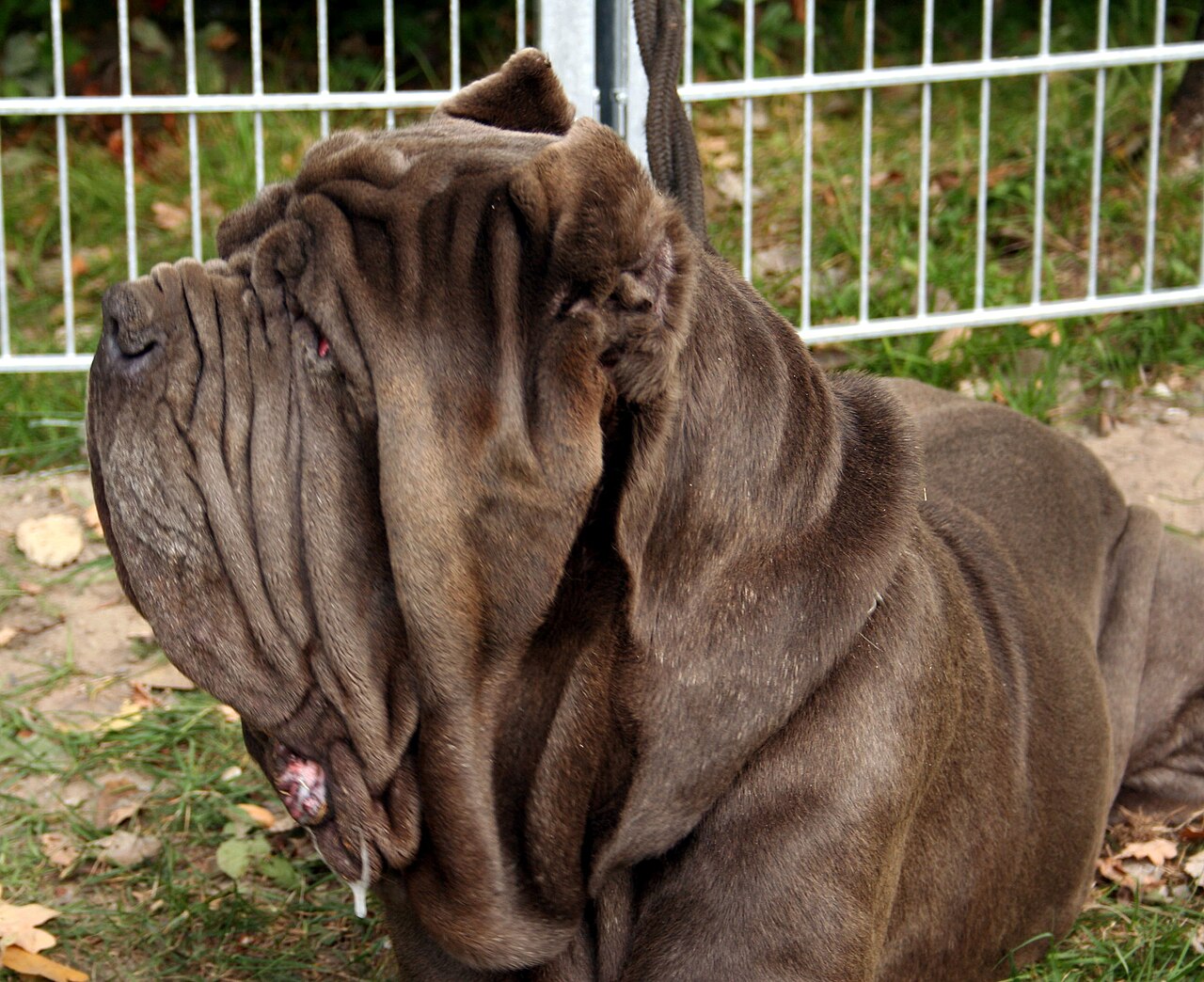 Neapolitan Mastiff — 2