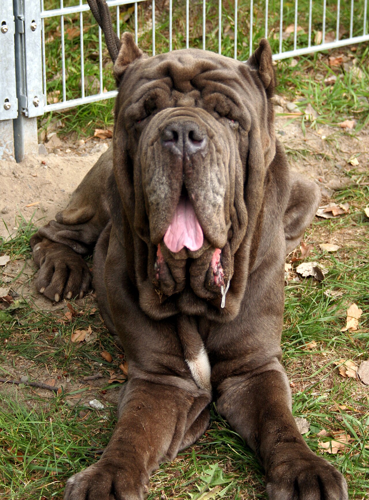 Neapolitan Mastiff — 3