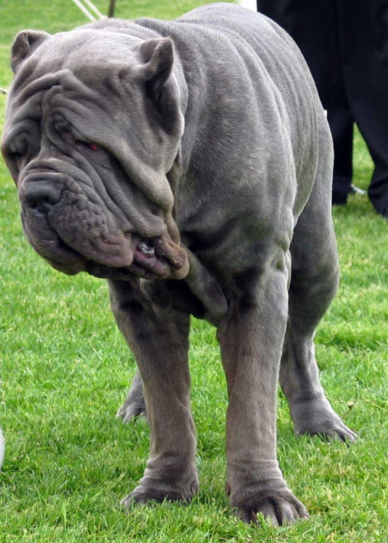 Neapolitan Mastiff — 4
