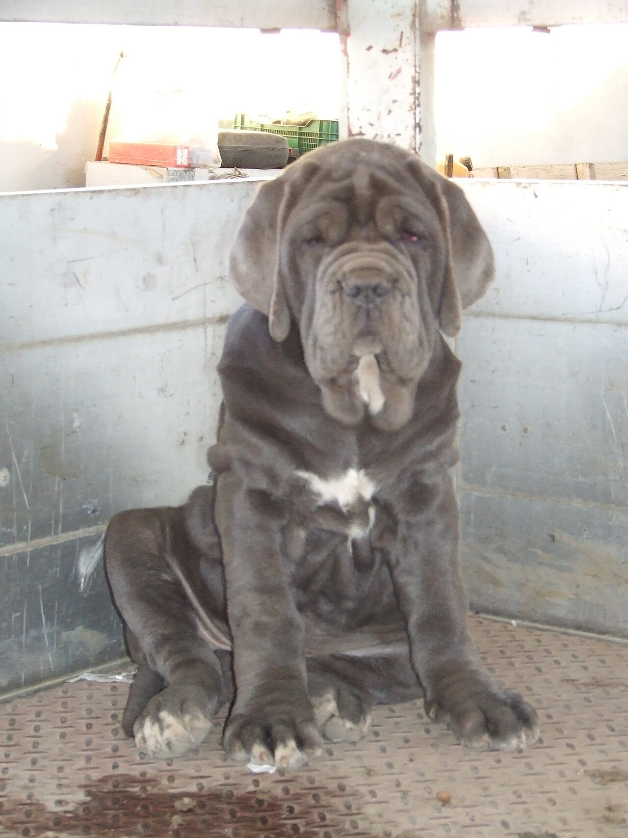 Neapolitan Mastiff — 5