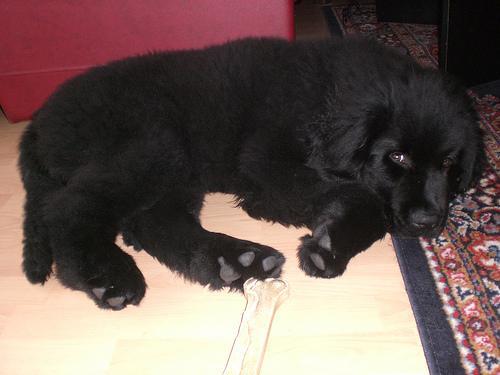 Newfoundland — 1