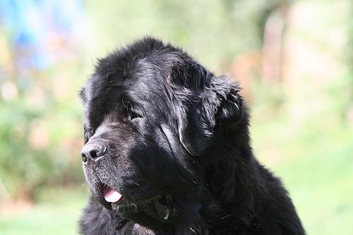 Newfoundland — 3