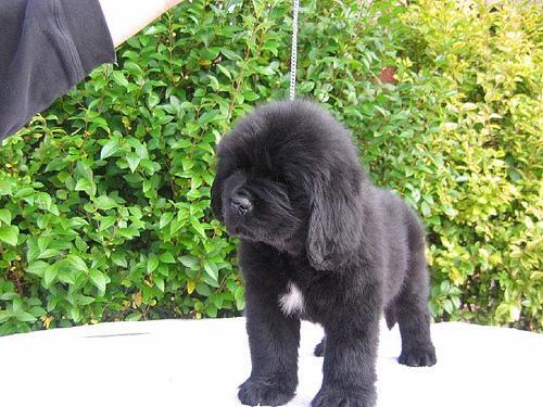 Newfoundland — 4