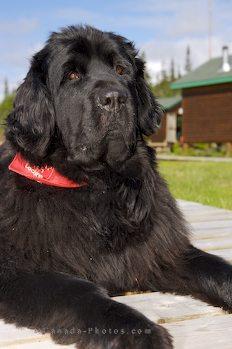 Newfoundland — 6