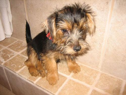Norfolk Terrier — 1