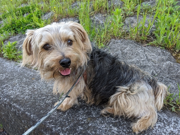 Norfolk Terrier — 2