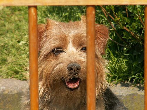 Norfolk Terrier — 3