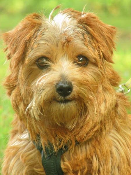 Norfolk Terrier — 4