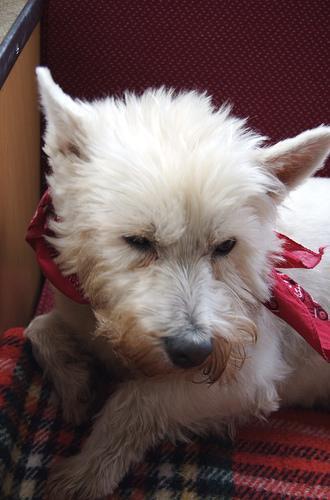 Norfolk Terrier — 5