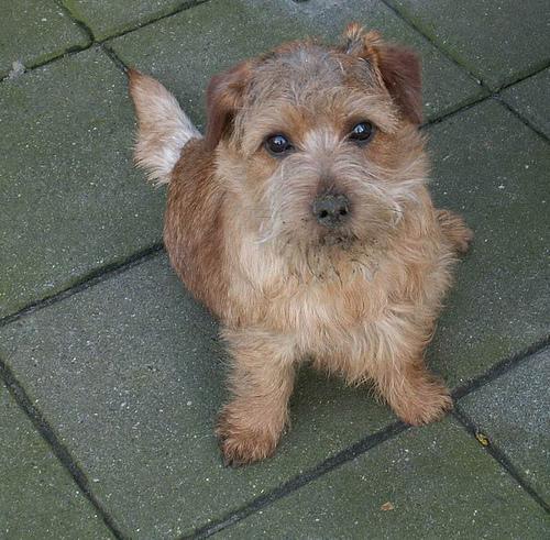 Norfolk Terrier — 6