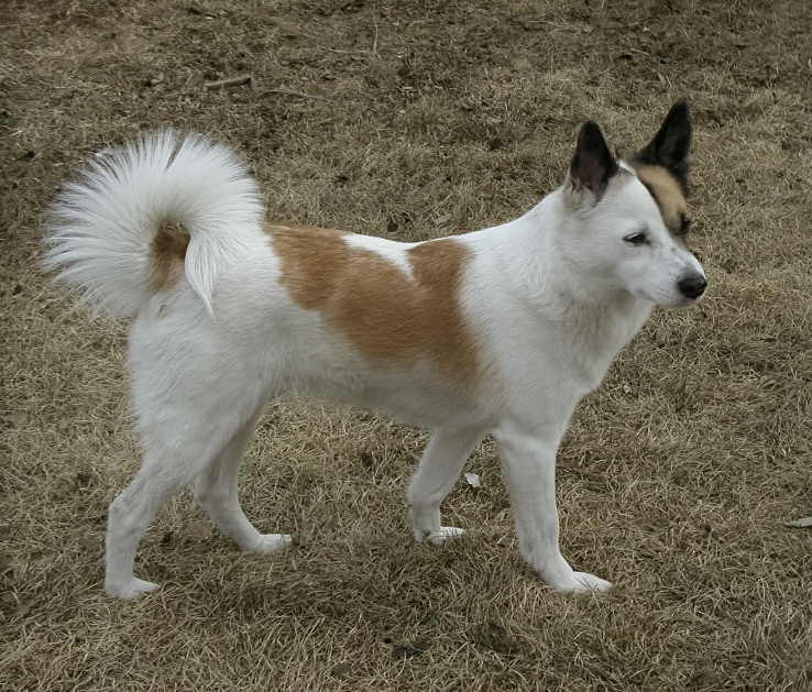 Norrbottenspets — 1