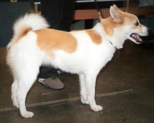 Norrbottenspets — 2