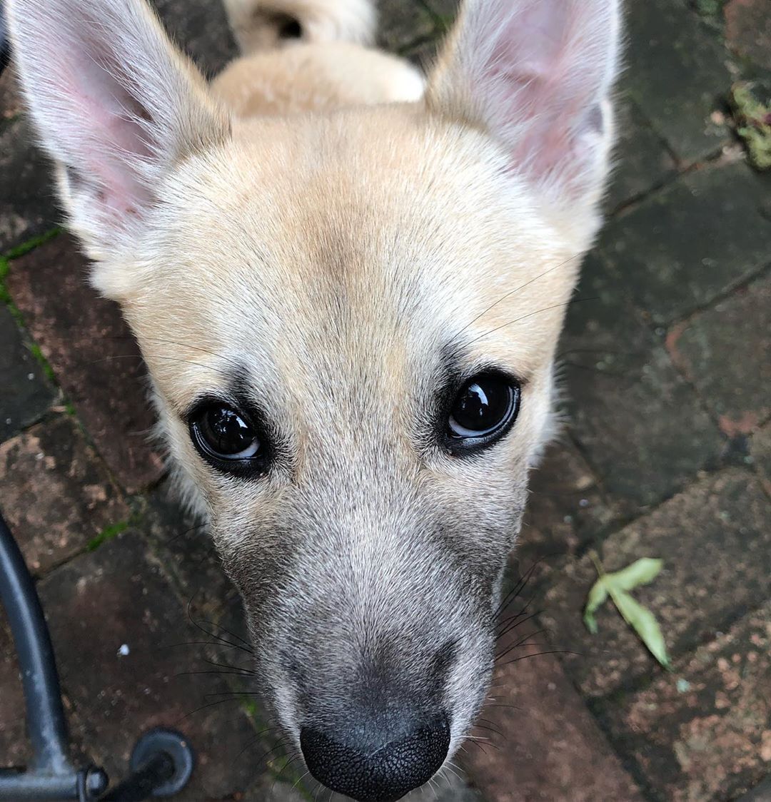 Norwegian Buhund — 1