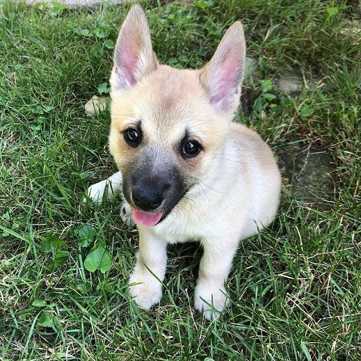 Norwegian Buhund — 2