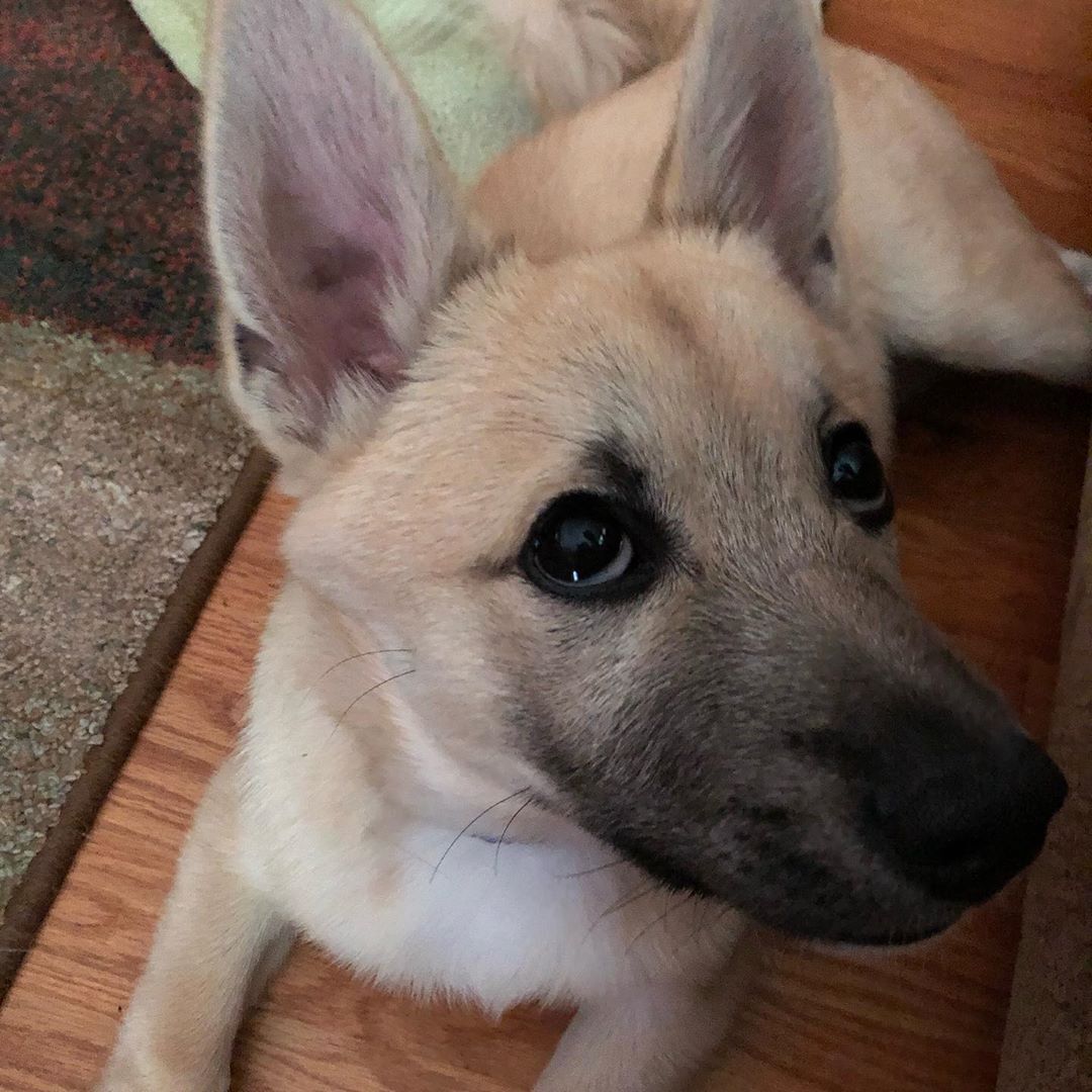 Norwegian Buhund — 3