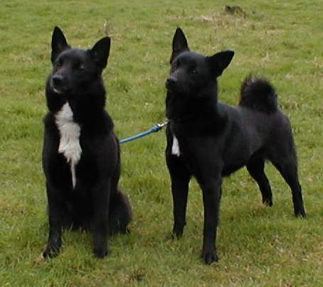 Norwegian Buhund — 4