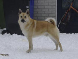 Norwegian Buhund — 5