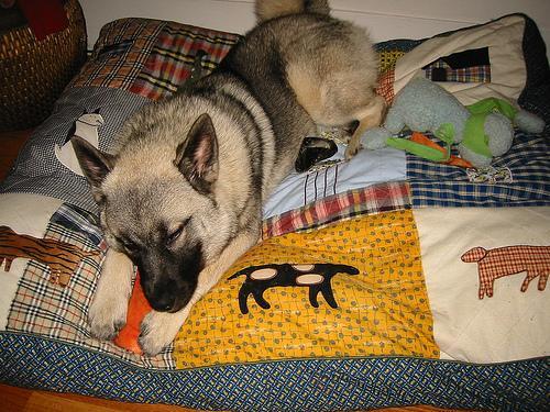 Norwegian Elkhound — 1