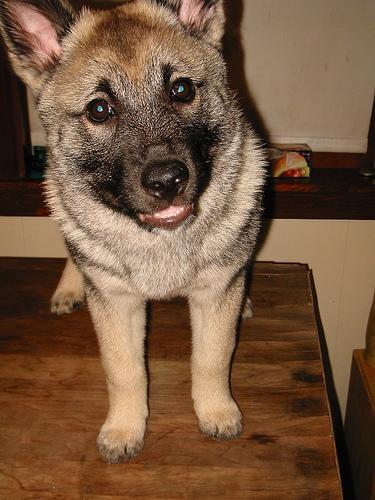 Norwegian Elkhound — 2