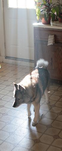 Norwegian Elkhound — 3