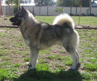 Norwegian Elkhound — 4