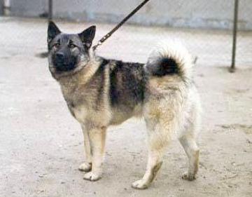 Norwegian Elkhound — 5