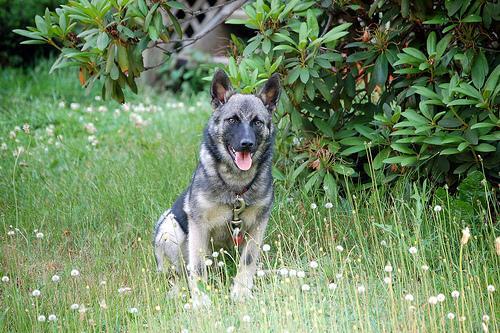 Norwegian Elkhound — 6