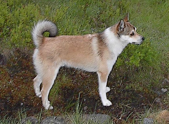 Norwegian Lundehund — 1