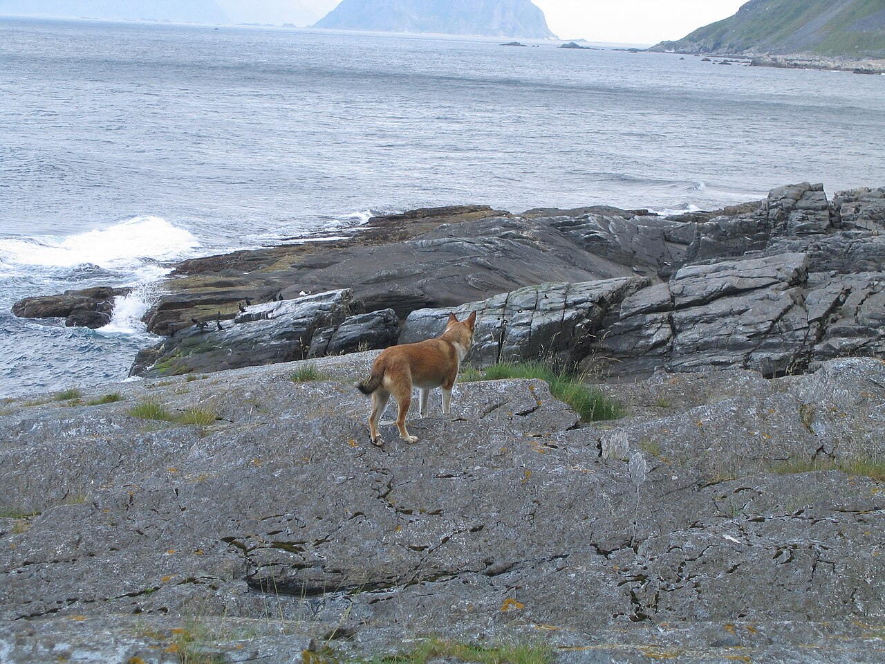Norwegian Lundehund — 2