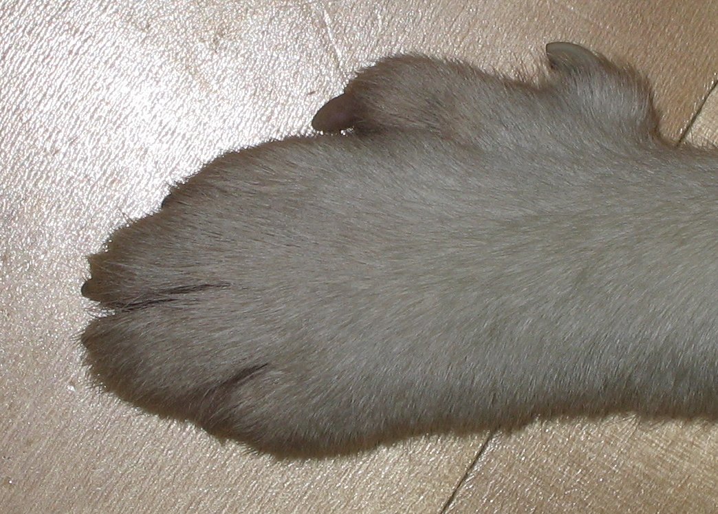 Norwegian Lundehund — 3
