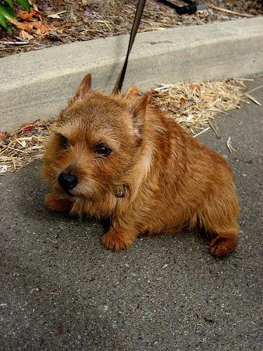 Norwich Terrier — 1