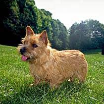 Norwich Terrier — 2