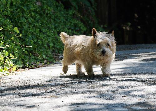 Norwich Terrier — 3