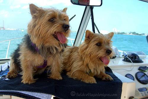 Norwich Terrier — 4