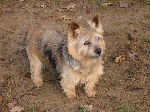 Norwich Terrier — 5
