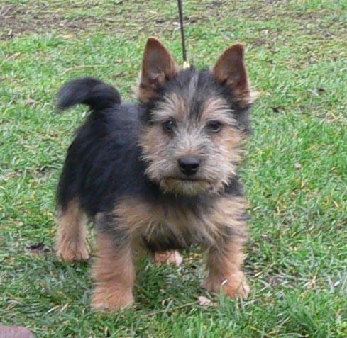 Norwich Terrier — 6