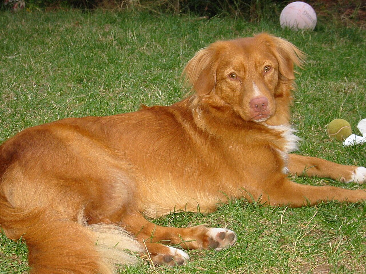 Nova Scotia Duck Tolling Retriever — 1