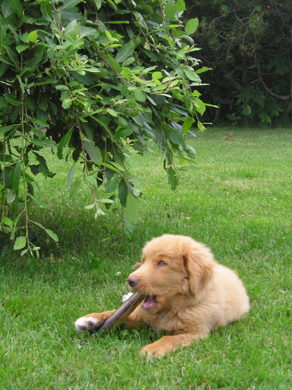 Nova Scotia Duck Tolling Retriever — 2