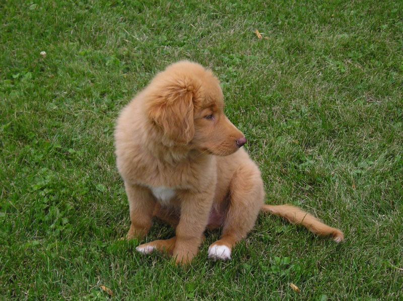 Nova Scotia Duck Tolling Retriever — 3
