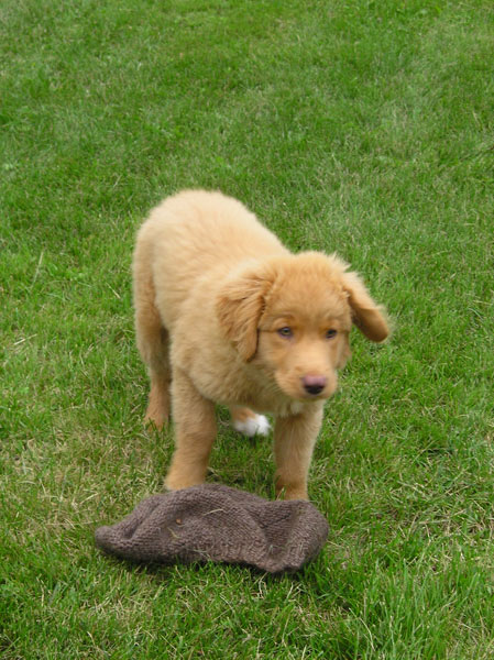 Nova Scotia Duck Tolling Retriever — 4
