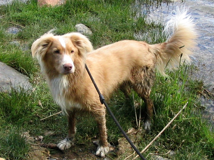 Nova Scotia Duck Tolling Retriever — 5