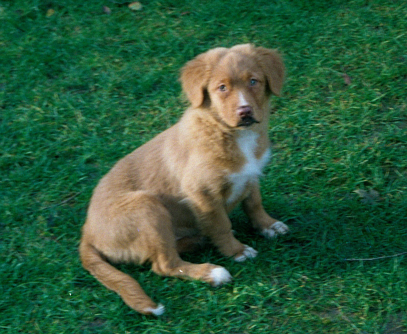 Nova Scotia Duck Tolling Retriever — 6