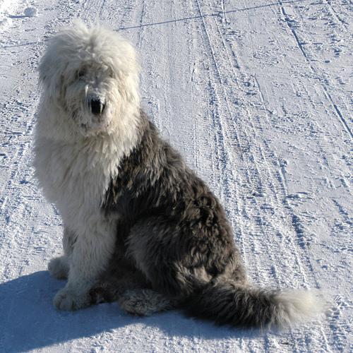 Old English Sheepdog — 1