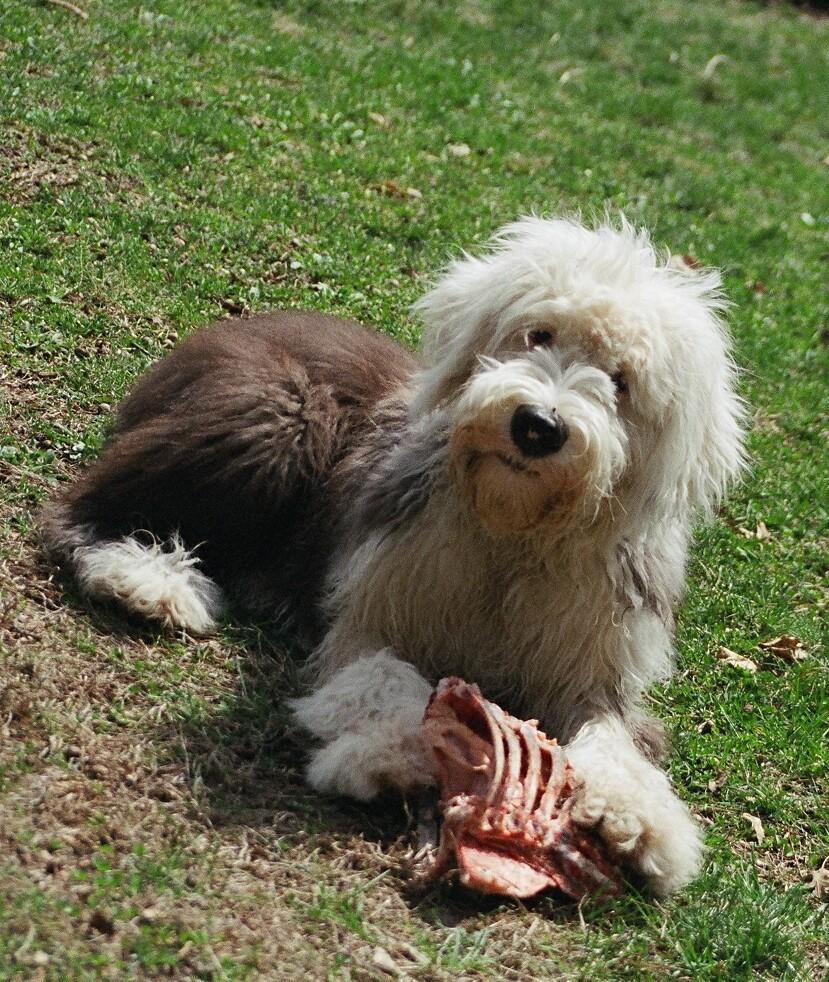 Old English Sheepdog — 2